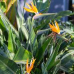 Strelícia kráľovská (Strelitzia Reginae) ´MANDELA´S GOLD´ - výška 20-40 cm, kont. C3L